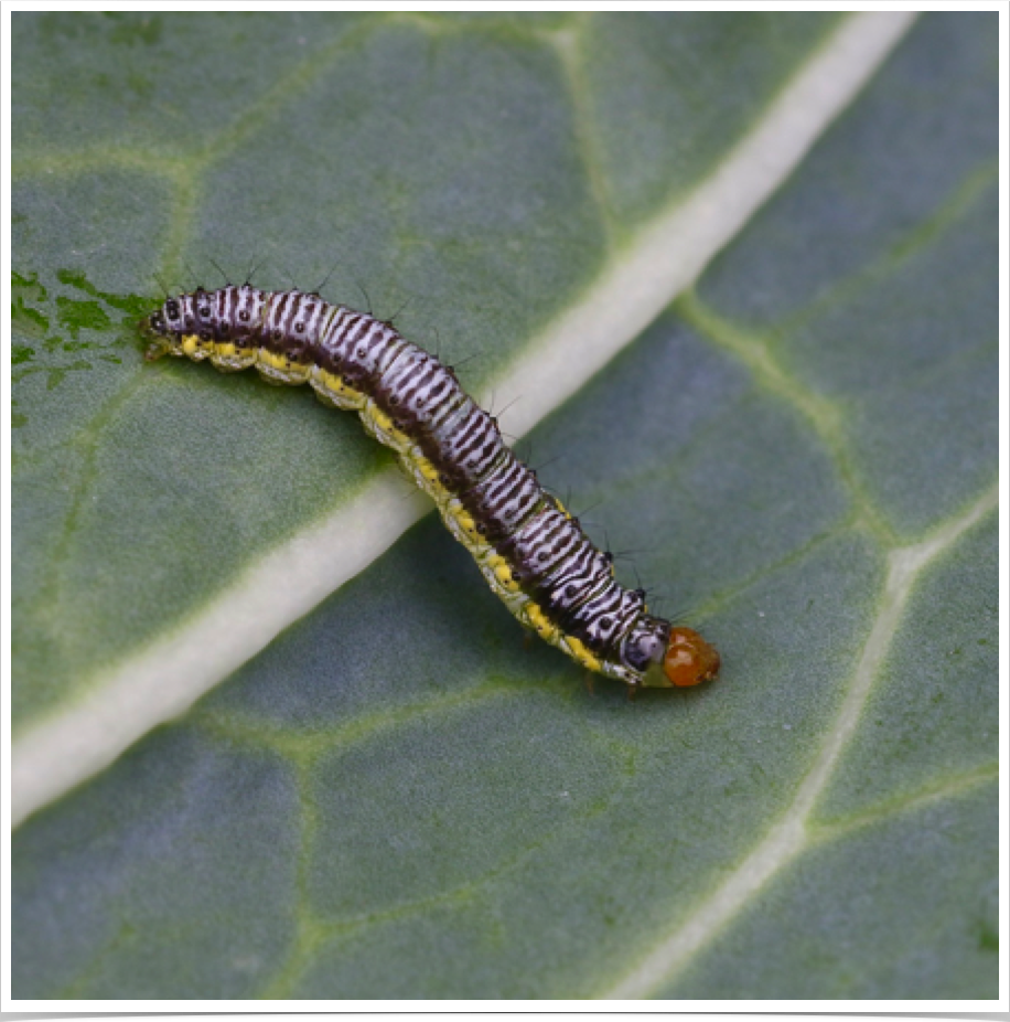 Evergestis rimosalis
Cross-striped Cabbageworm
Bibb County, Alabama